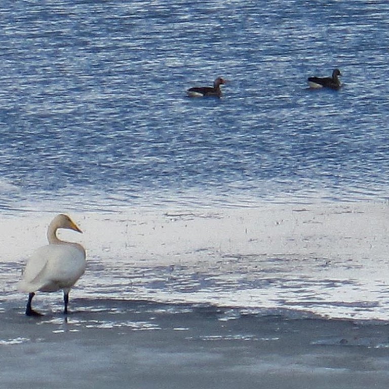 Fönnin í Fljótunum