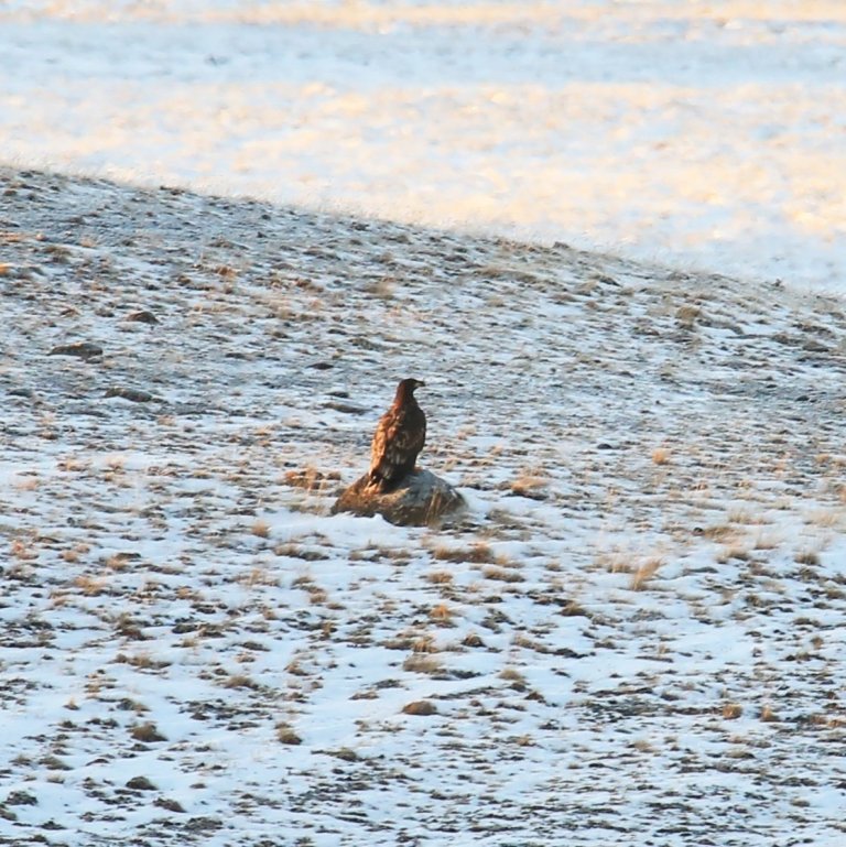 Haförn. Ljósmyndari: Elvar Már.