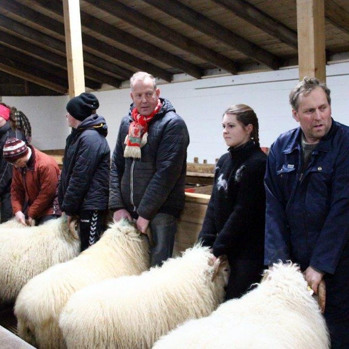 Kollóttur hrútur frá Syðri-Reykjum hrútur sýningarinnar á Bergstöðum - Myndasyrpa