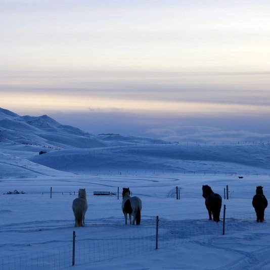Mik­il­vægt að eig­end­ur hesta tryggi að girðing­ar þeirra séu held­ar. Mynd:FE