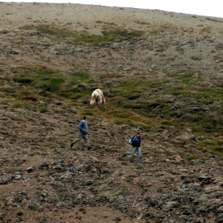 Áfram leitað að ísbirninum