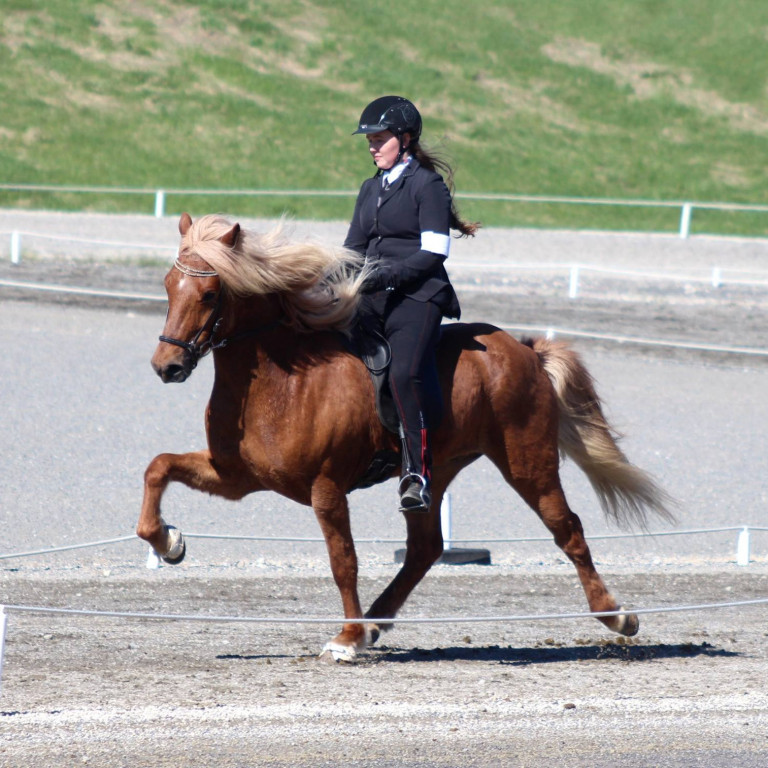 Dagskrá Íslandsmóts yngri flokka í hestaíþróttum - uppfært