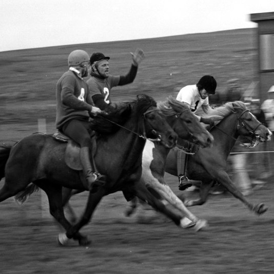 Hörkuspennandi skeiðkappreiðar á Vindheimamelum 1980. Frá vinstri: Villingur frá Möðruvöllum og Trausti Þór Guðmundsson, Skjóni frá Móeiðarhvoli og Albert Guðmundsson og Frami frá Kirkjubæ og Erling Ó. Sigurðsson. Bæði Skjóni og Villingur voru um skeið Íslands- og heimsmethafar í 250 m skeiði. Skjóni 1978 með tímann 22,1 sek og svo 1979 til 1985 með tímann 21,6 sek og Villingur 1985 til 1986 með tímann 21,5 sek. Ljósm.: EJ.