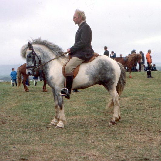 Mynd: Kunnur hestur í eigu hrossaræktarsambands og notaður á vegum sambandanna víða um land: Gáski frá Hofsstöðum í Hálsasveit í Borgarfirði (IS1973135980), fæddur Kristfríði Björnsdóttur. Sýndur á héraðssýningu 1977, aðaleink. 7,75 og á LM78 á Skógarhólum, aðaleink. 8,32. Hesturinn var seldur Hrossaræktarsambandi Suðurlands árið 1980. Í WF eru skráð 654 afkvæmi hestsins og 169 þeirra með fullnaðardóm. Myndin er tekin á Skógarhólum árið 1978, knapi: Gísli Höskuldsson. Mynd úr safni SÍH, ljm.: Einar E. Gíslason.
