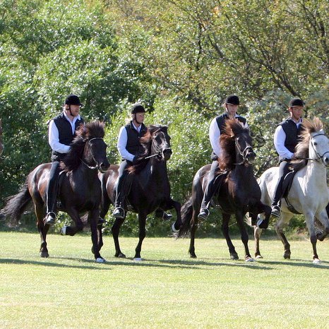 Reiðsýningar hafa allt frá upphafi markaðssetningar íslenska hestsins skipað háan sess; hvort sem um er að ræða þátttöku í stórum hestasýningum, almenna kynningu á hestinum til fróðleiks og skemmtunar eða hreinar og klárar sölusýningar. Þannig var efnt til reiðsýningar í Ásbyrgi í tilefni af ársfundi sjávarútvegs-, landbúnaðar- og matvælaráðherra Norðurlandanna sem fram fór hér á landi í ágúst 2004. Á myndinni eru frá vinstri talið: Kristinn Hugason á Boðna frá Ytra-Dalsgerði, Sigurbjörn Bárðarson á Sörla frá Dalbæ II, Elsa Albertsdóttir á Gusti frá Syðra-Vallholti, Árni Björn Pálsson á Brjáni frá Hamrahlíð, Erlingur Ingvarsson á Ísidór frá Árgerði og Silvía Sigurbjörnsdóttir á Kára frá Búlandi. Ljm.: Axel Jón Birgisson.