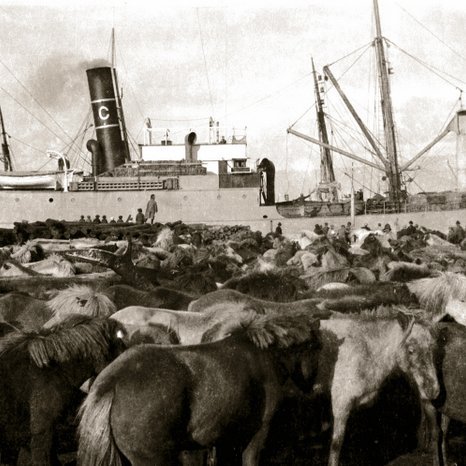 Hundruð hrossa voru rekin inn á hafnarsvæðið í Reykjavík og skipað út. Myndin er tekin um 1910 og er m.a. áður birt í bókinni Íslenski hesturinn, útg. MM og SÍH, 2004, Ljm: Karl Nilsen.