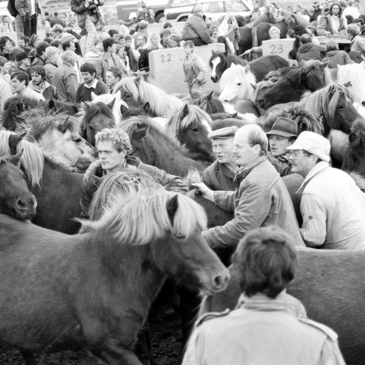 Myndatexti: Laufskálarétt árið 1986. Ljósmynd úr safni SÍH tekin af Sigurði Sigmundssyni.