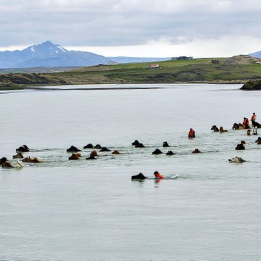 Vatnagarpar á ferðahestum nútímans. Sumarið 2009 fóru átta hestamenn á Suðurlandi óvenjulega hestaferð en þeir riðu frá Hornafirði til Selfoss og riðu öll vatnsföll á leiðinni. Hér ríða þeir Hvítá í Árnessýslu. Ljósmynd: Jens Einarsson.