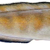 Nokkrar góðar með keilu