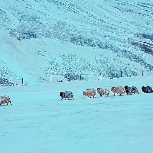 Hluti fjárins sem fannst við Stakkfellið á leið til byggða. Andrés í Tungu ekur beltahjóli og Birgir í Valagerði rekur lestina. Myndir: Kári Gunnarsson.