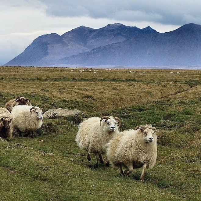 Mynd: Vísindavefurinn