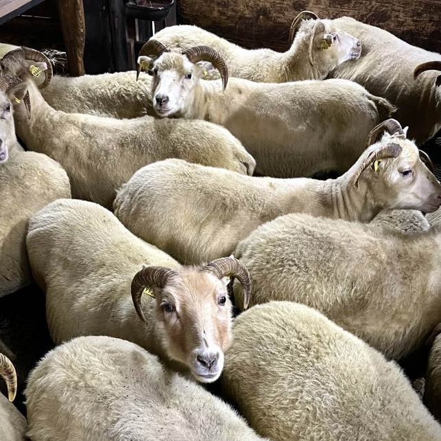 Mynd af stjornarradid.is.