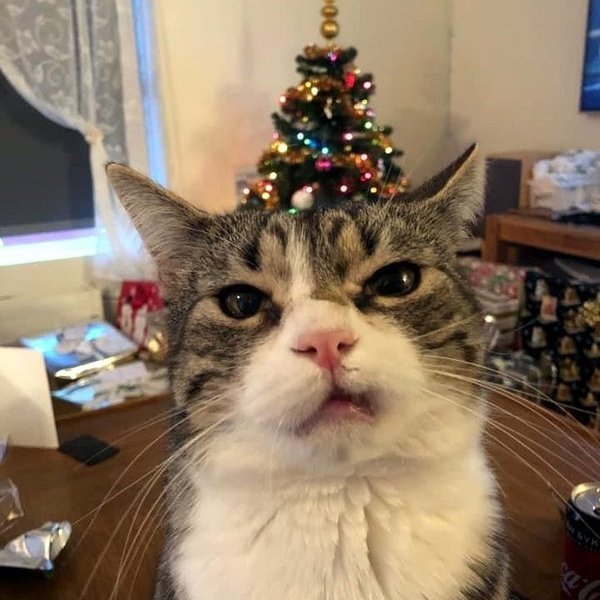 Bangsi mjálmar á stuðning en hann hefur heitið því að láta verðlaunin renna til Kisukots á Akureyri. Mynd af FB.