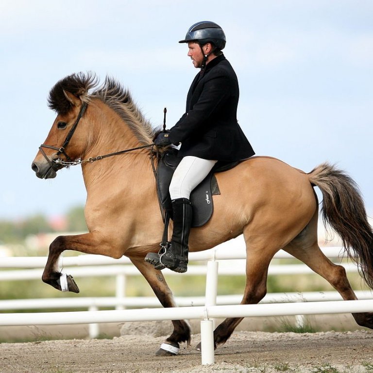 Komma frá Garði og Bjarni Jónasson en þau garði garðinn frægan hér á árum áður á Fákaflugi sem og á öðrum mótum. Mynd: Dagur Brynjólfsson.