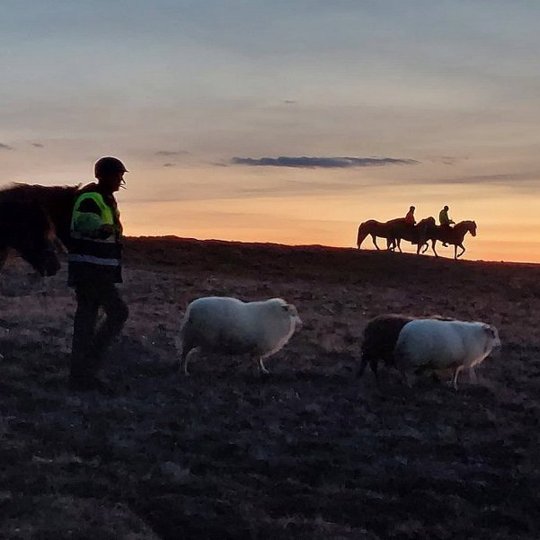 Einmuna blíða var á heiðum Norðanlands í síðustu viku svo rólega gekk að koma sauðfénu til byggða. Hér gengur Kristján Víðir Kristjánsson á eftir þremur kindum en hann segir féð hafa verið latrækt í hitanum. En í Stafnsrétt komust þær um síðir. Mynd: Giulia Weitz.