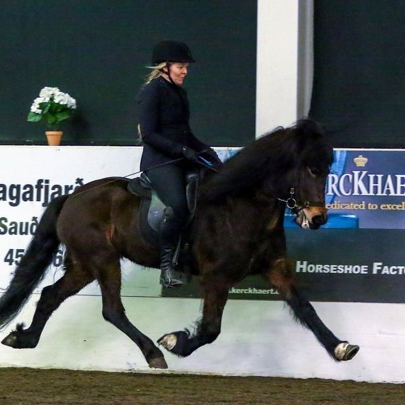 Mette og Skálmöld eru í fantaformi og hafa nú unnið fyrstu tvær keppnir Meisttaradeildar KS, fjórgang og gæðingafimi. Mynd: Meistaradeild KS.