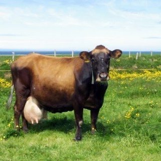 Braut 112 á Tjörn, f. Stígur 97010. Mynd af rml.is