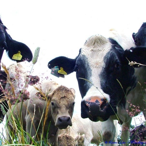 Samkvæmt þjóðtrúnni tala kýr mannamál á þrettándanum. Mynd: Vísindavefurinn.