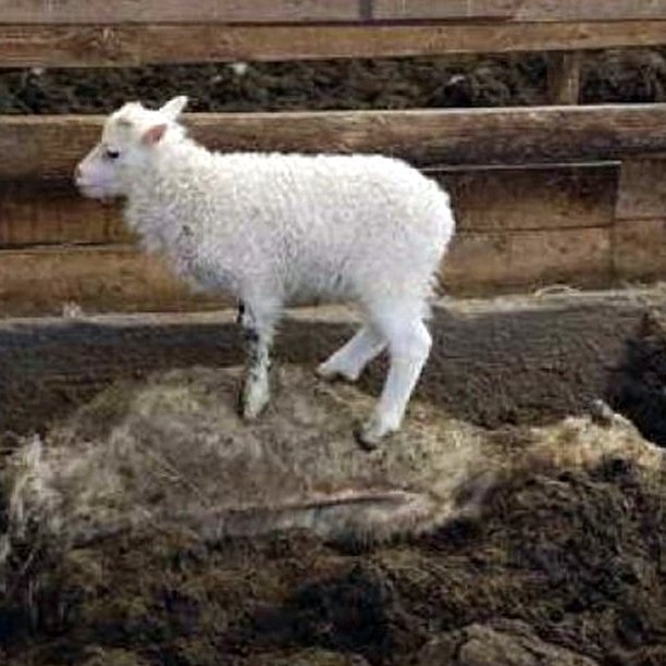 Mynd sem gengur á samfélagsmiðlum og sýnir þann hrylling sem getur átt sér stað ef ekki er gripið nógu fljótt til viðeigandi ráðstafana þegar aðstæður krefjast.