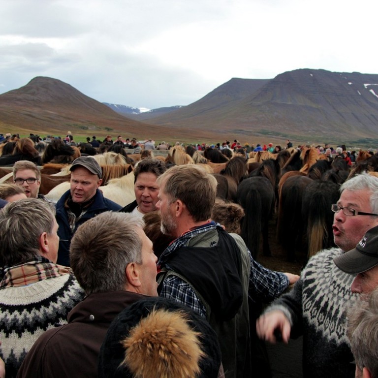 Lagið er alltaf tekið í Laufskálarétt. Ljósm./BÞ