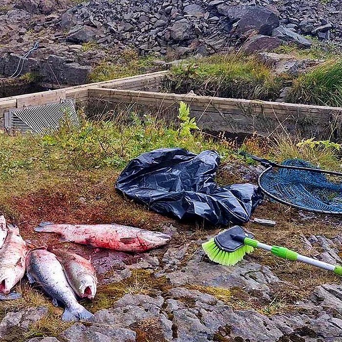 Laxveiðimenn eru sárir og reiðir og óttast um villta laxastofninn. MYND: GUÐMUNDUR HAUKUR