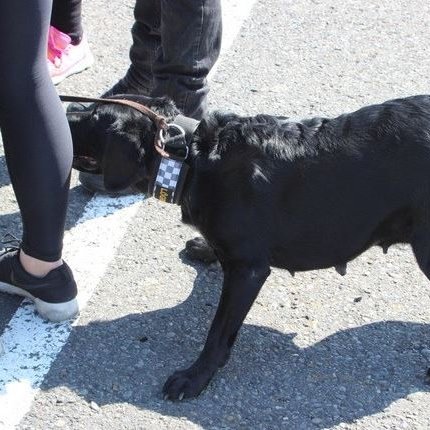 Fíkniefnaleitarhundur í gæðaúttekt á Sauðárkróki árið 2016. Mynd: feykir.is