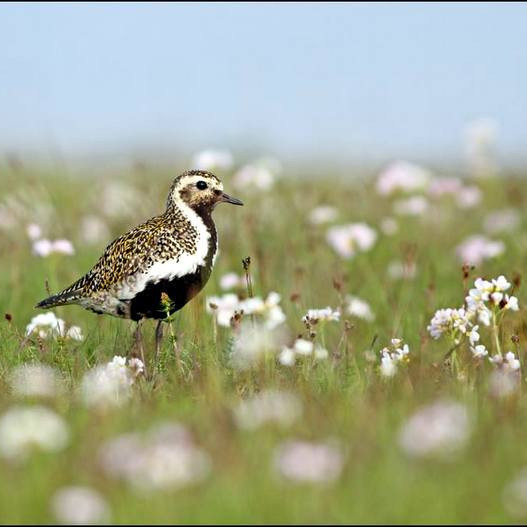Hér er mynd af lóu sem tengist fréttinni ekki beint. Mynd: Alex Máni Guðríðarson.