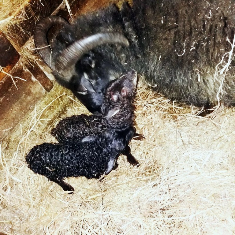 Það telst til tíðinda þegar lömb fæðast í byrjun þorra enda hefst sauðburður yfirleitt ekki fyrr en í maí. Mynd: Þórdís Halldórsdóttir.