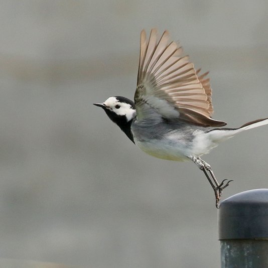 Maríuerla. er fugl ársins 2022. Mynd: Ingi Steinar Gunnlaugsson.