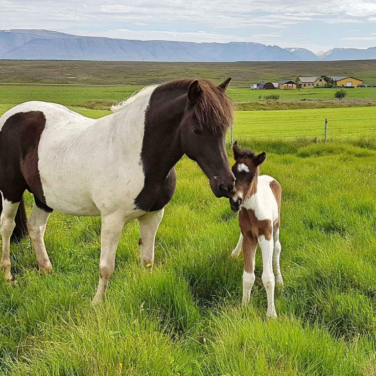Hryssa með folald og Varmaland í baksýn. Mynd: Varmaland.