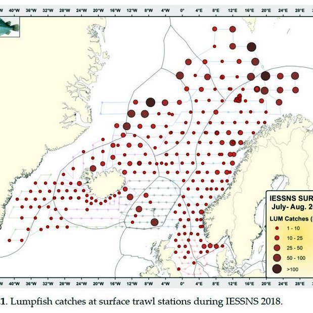 Myndin sýnir útbreiðslu fiskanna sem veiðst hafa sem meðafli í makrílleiðöngurunum.  Ekki er ljóst hvar þessi fiskur hrygnir og hversu mörgum árum hann eyðir á þessum slóðum áður en hann kemur til hrygningar og hversu gamall hann verður. Endurheimtur á merktum fiskum munu hugsanlega hjálpa til við að svara þessum spurningum. Mynd: Biopol.is