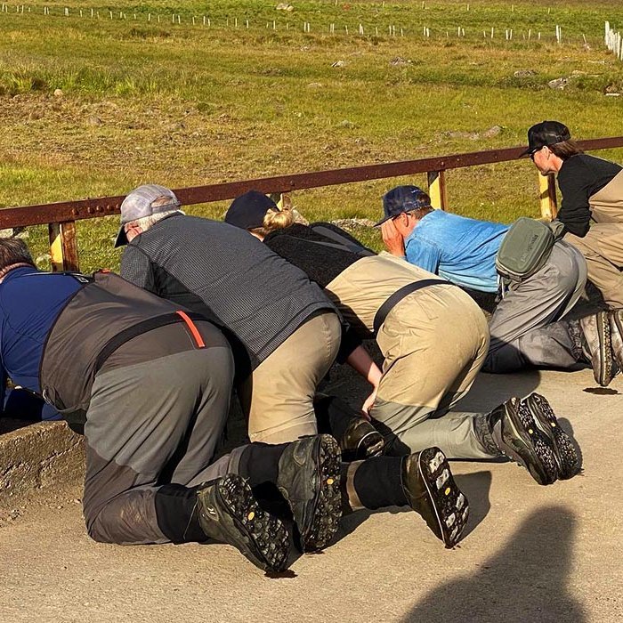 Skemmtileg mynd af veiðimönnum að leita að laxi í Miðfjarðará. MYND AF FACEBOOK-SÍÐU MIÐFJARÐARÁR LODGE