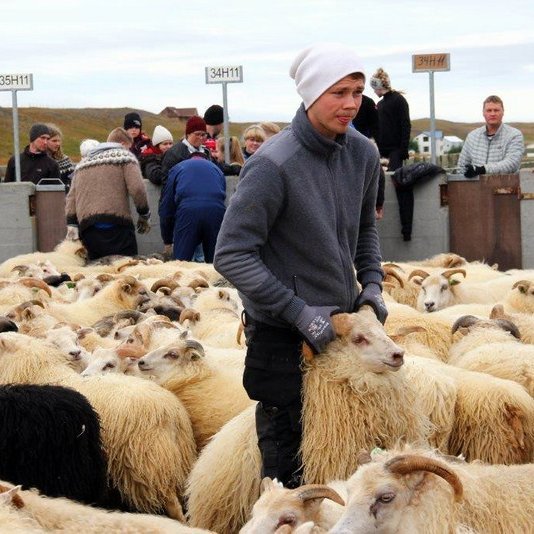 Það verður annar bragur á réttarstörfum í MIðfjarðarrétt í ár eins og víðar. Myndin tekin 2017. Mynd: Anna Scheving.