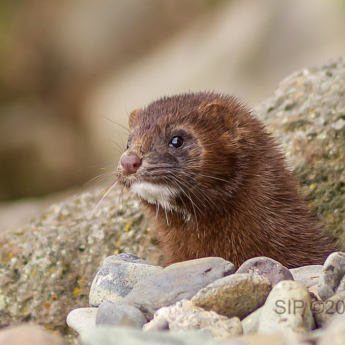 Myndaði mink við Sauðána