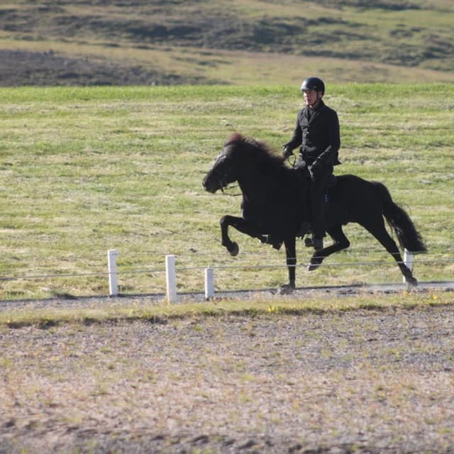 Guðmar Freyr og Rosi frá Berglandi á kynbótasýningu í fyrra.