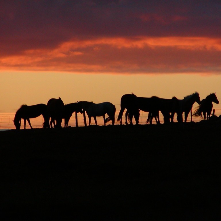 Hnakkakynning á Narfastöðum