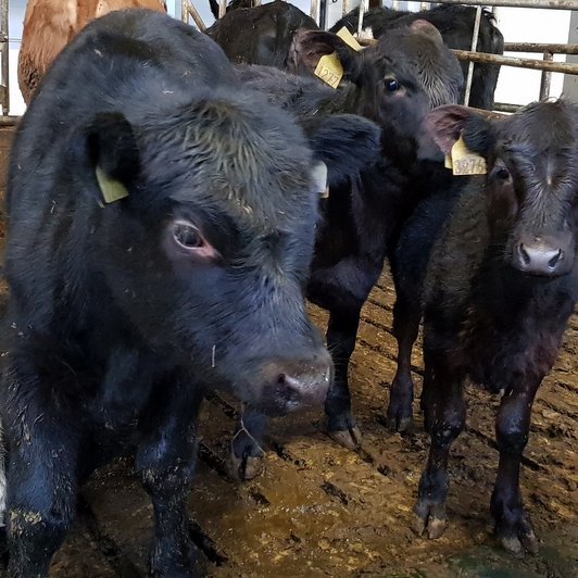 Losun í landbúnaði hefur minnkað um 5,8% síðan 1990. Mynd: PF.