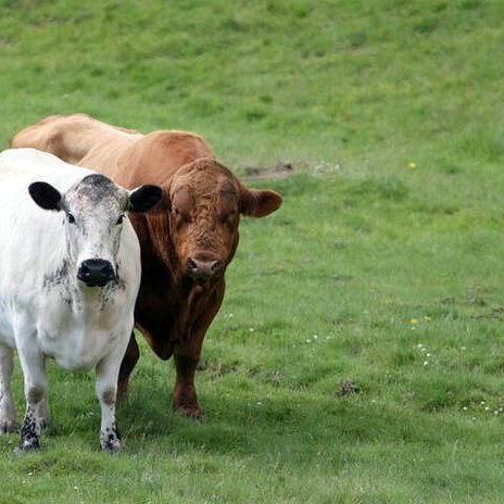 Mynd tengist efninu ekki beint. Mynd af dyravernd.is.