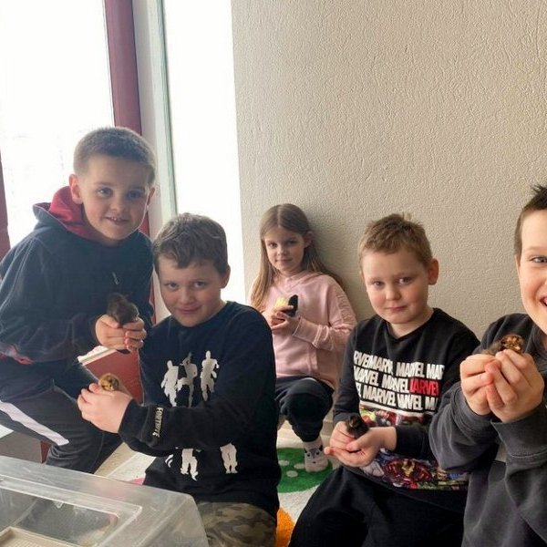 Nemendur á yngsta stig fóru og kíktu á ungana í síðustu viku og fengu að halda á þeim, vakti þetta mikla lukku. Mynd: Höfðaskóli.is.