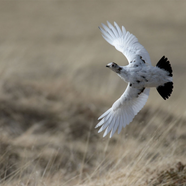 Rjúpa, ungur kvenfugl, í Aðaldal, 3. maí 2018. Mynd: Ólafur K. Nielsen