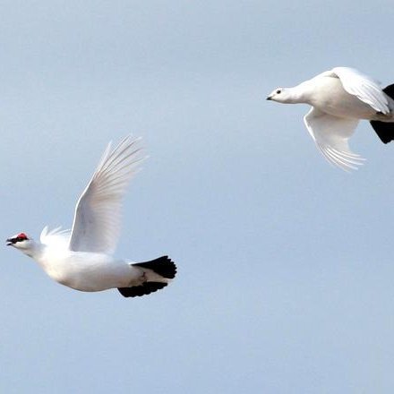 Rjúpnapar, ungur karri og fullorðinn kvenfugl, Vatnsleysuströnd, 11. apríl 2022. – Ljósm. af vef NÍ/ Ólafur K. Nielsen