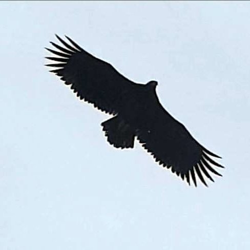 Hann er tignarlegur haförninn á flugi þegar hann þenur fjaðrir og stél. Örninn er stærsti og sjaldgæfasti ránfugl landsins, með yfir 2 m vænghaf. Mynd: Svavar Sigurðsson.