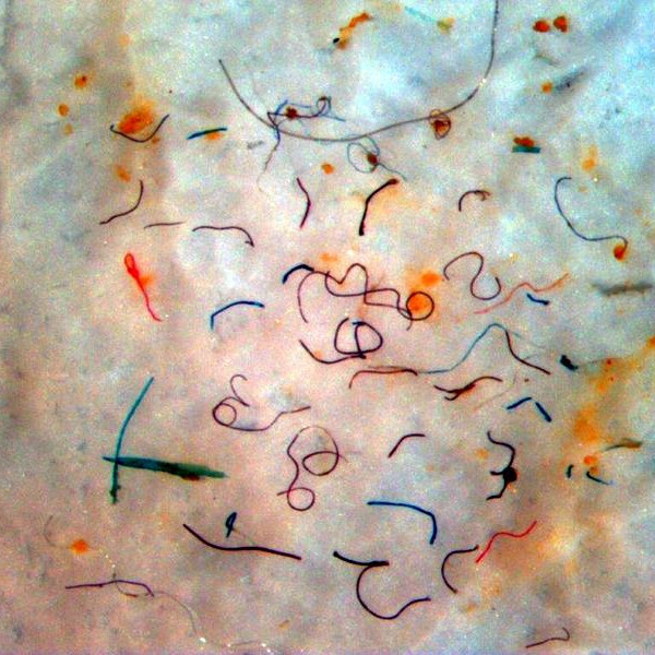 Myndin sýnir plastþræði úr einu sýni sem tekið var nýlega í hafinu í nágrenni Skagastrandar. MYND: BioPol.