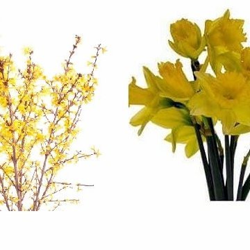 Stelpurnar í 3. flokki selja páskaliljur og greinar