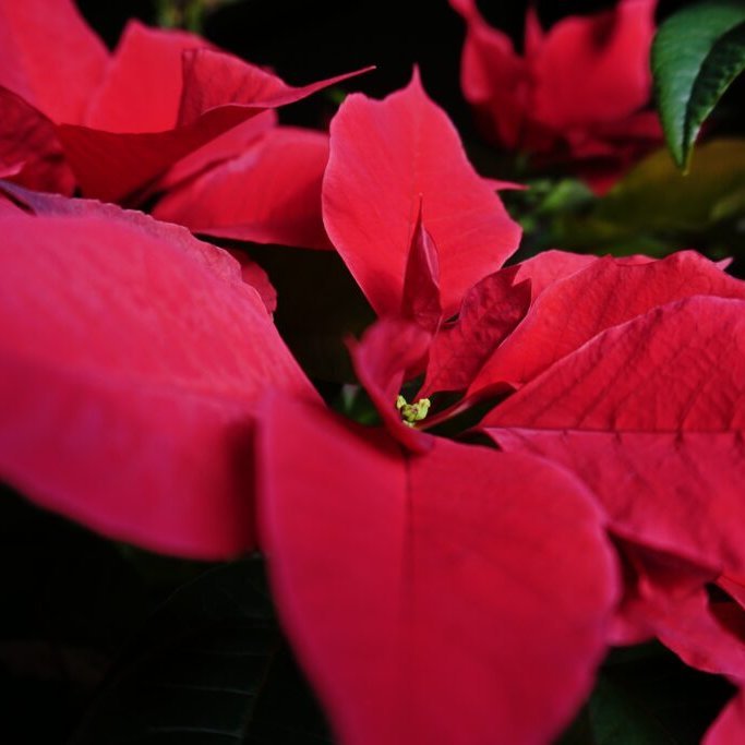 Mynd tekin af síðunni ibn.is.