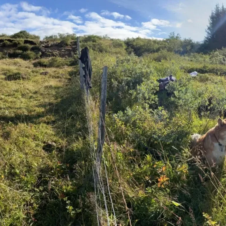 Beitt og óbeitt. Mynd: holar.is