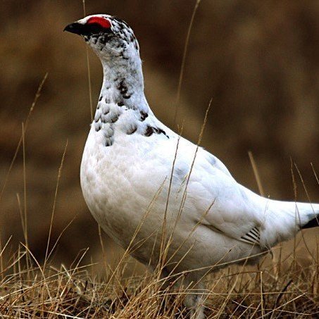 MYND PÉTUR JÓNSSON