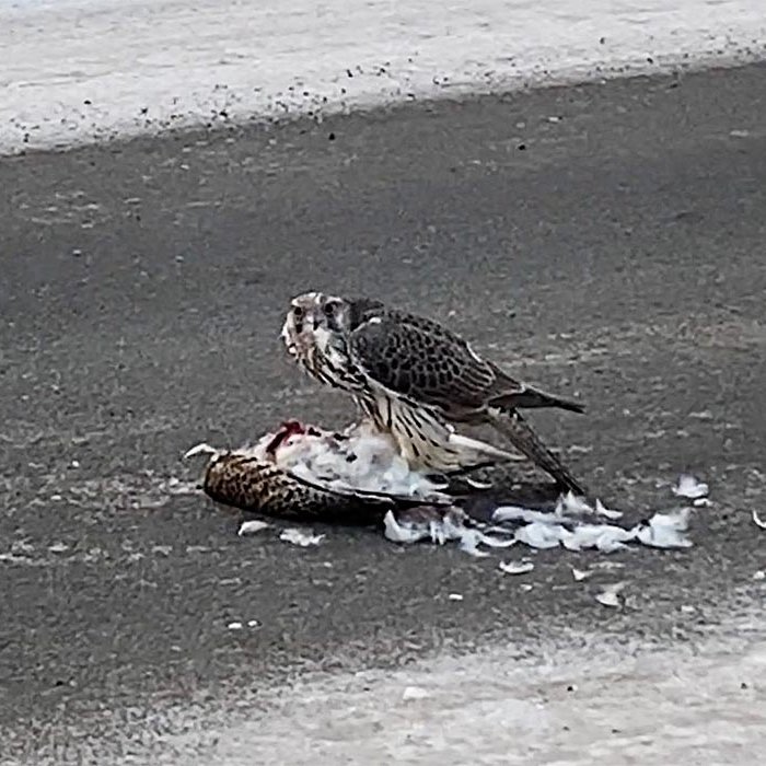 Hádegisverður úti á miðri götu. MYNDIR: INGVI OG KRISTRÚN