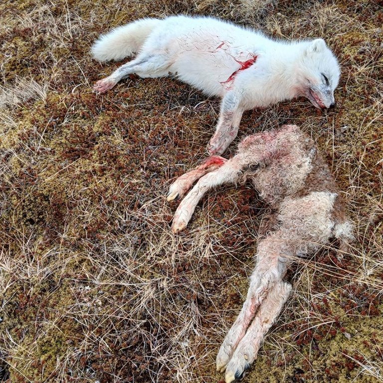 Refurinn og lambið. MYND: KG