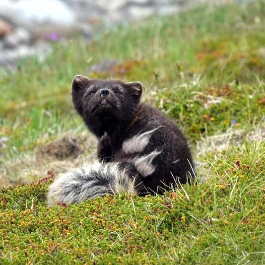 Melrakkann, eina upprunalega landspendýr Íslands, er víða að finna í íslenskri náttúru. Rannsaka á stöðu hans í skagfirskum vistkerfum í sumar með styrk frá Nýsköpunarsjóði Námsmanna. Mynd af nnv.is.